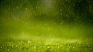 GrassHD